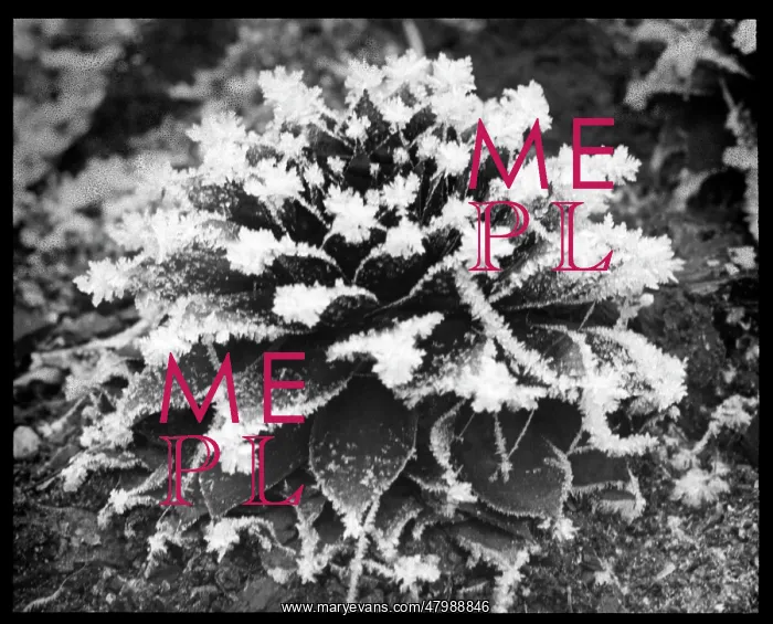 : Sempervivum Arvernense : Sempervivum Arvernense