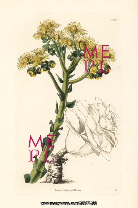 : Sempervivum calyciforme : Sempervivum calyciforme