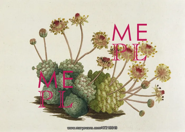  : Sempervivum Monanthes