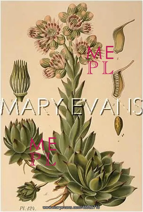  : SEMPERVIVUM TECTORUM