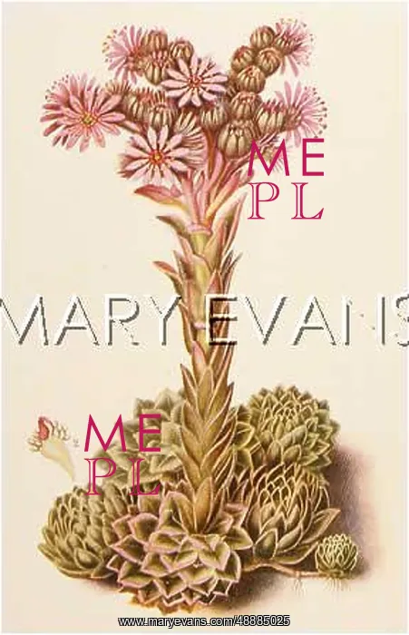  : SEMPERVIVUM TECTORUM