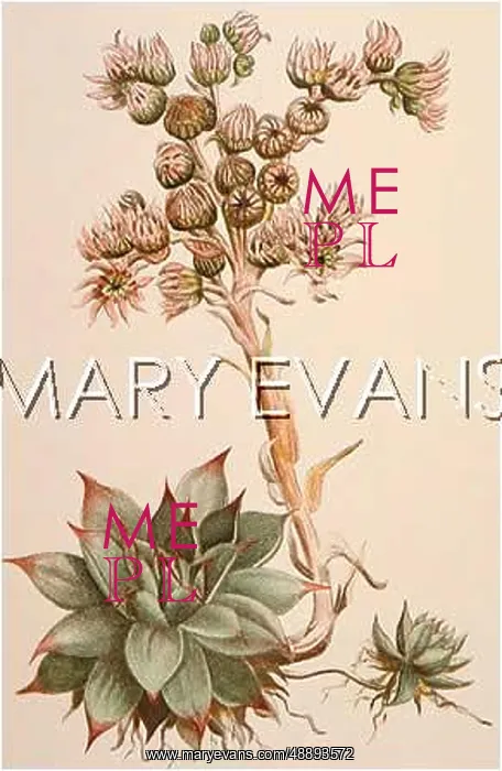 : SEMPERVIVUM TECTORUM
