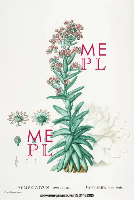 : Sempervivum tectorum or common houseleek : Sempervivum tectorum or common houseleek