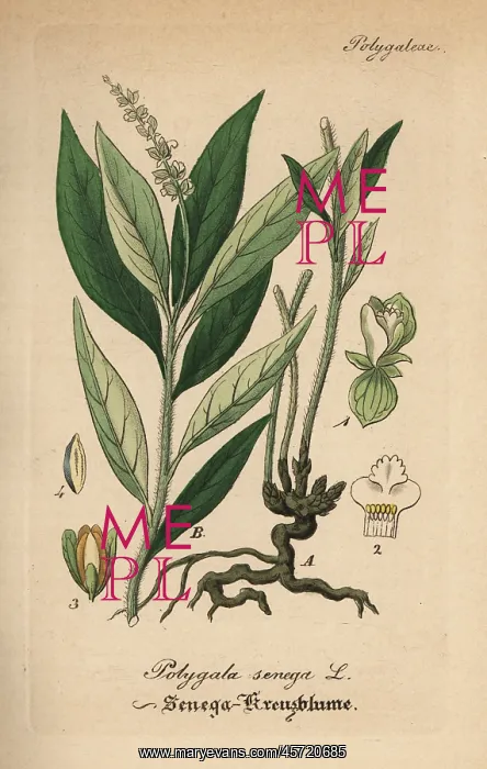 : Seneca snakeroot, Polygala senega : Seneca snakeroot, Polygala senega