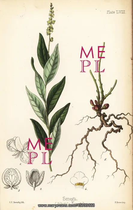 : Seneca snakeroot, Polygala senega : Seneca snakeroot, Polygala senega