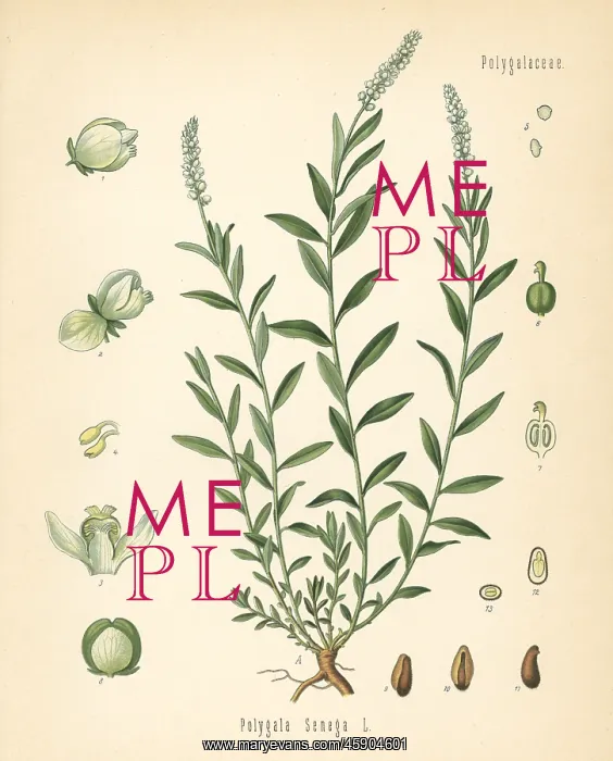 : Seneca snakeroot, Polygala senega : Seneca snakeroot, Polygala senega