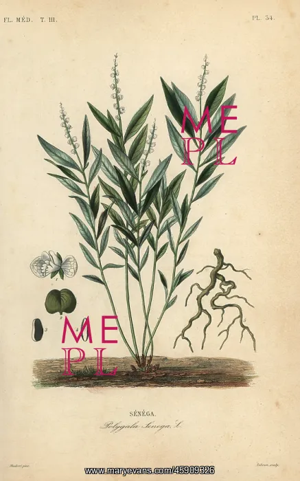 : Seneca snakeroot or rattlesnake root, Polygala senega : Seneca snakeroot or rattlesnake root, Polygala senega