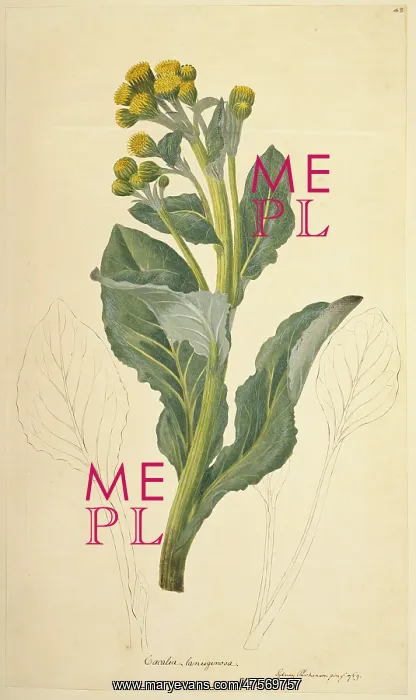 : Senecio candidans, sea cabbage : Senecio candidans, sea cabbage