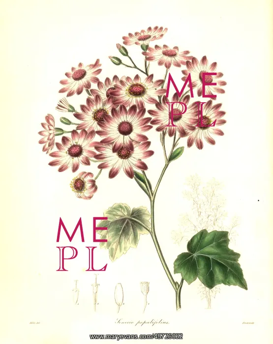 : Senecio halimifolius : Senecio halimifolius