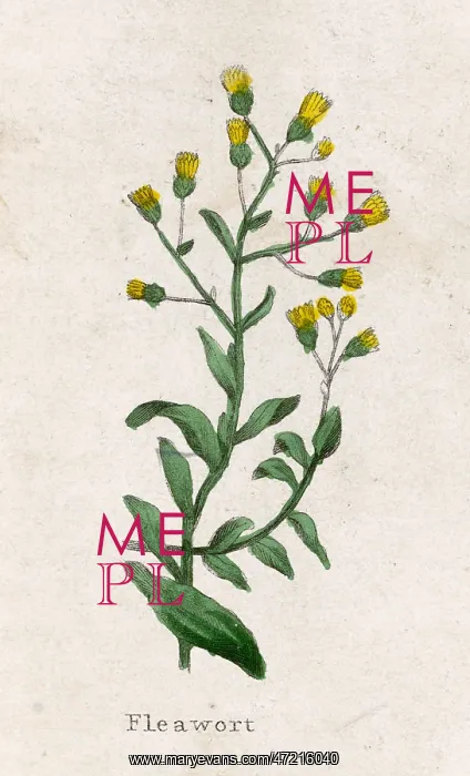  : SENECIO INTEGRIFOLIUS