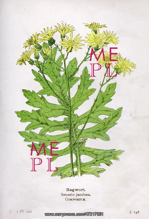 : Senecio Jacobaea or Ragwort : Senecio Jacobaea or Ragwort