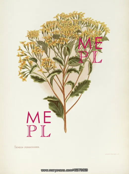 : Senecio Perdicioides or Raukumara : Senecio Perdicioides or Raukumara