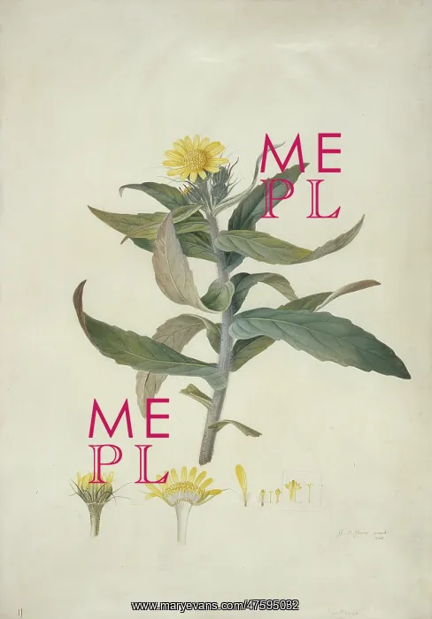 : Senecio pseudoarnica Less. seaside ragwort : Senecio pseudoarnica Less. seaside ragwort