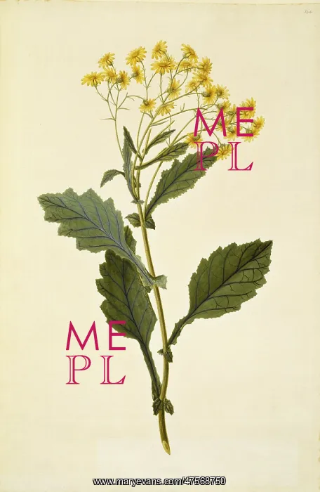 : Senecio rufiglandulosus : Senecio rufiglandulosus