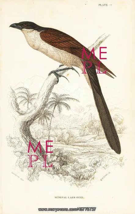 : Senegal coucal, Centropus senegalensis : Senegal coucal, Centropus senegalensis