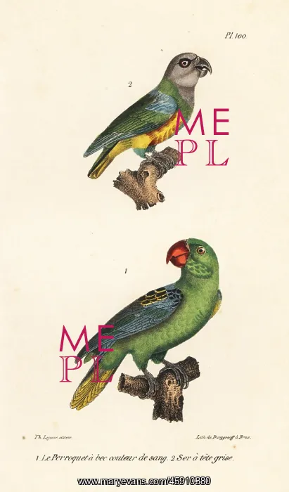 : Senegal parrot and great-billed parrot : Senegal parrot and great-billed parrot