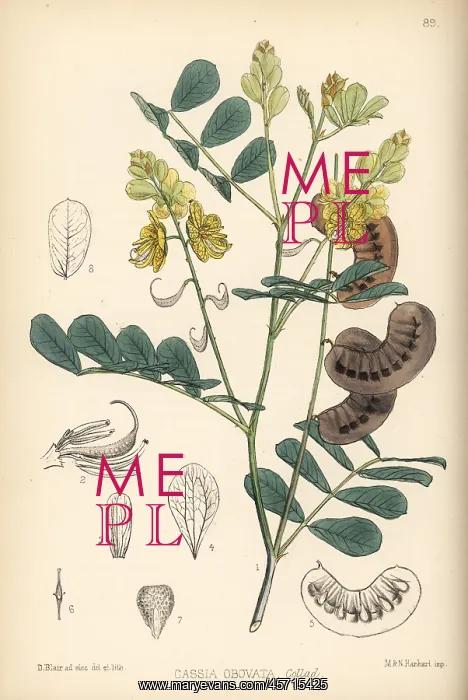 : Senegal senna, Senna italica : Senegal senna, Senna italica