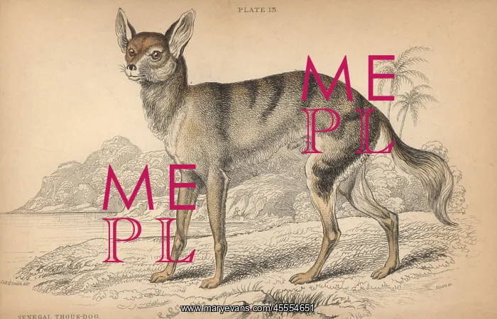 : Senegalese jackal, Canis aureus anthus : Senegalese jackal, Canis aureus anthus