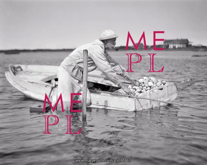 : Senior Man Clamming Standing in the Water by a : Senior Man Clamming Standing in the Water by a