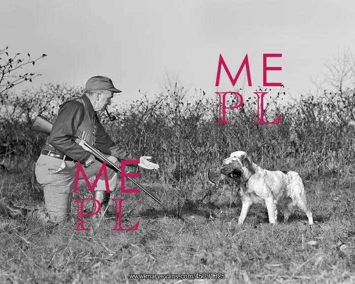: Senior Man Hunter with Shotgun Kneeling Taking : Senior Man Hunter with Shotgun Kneeling Taking
