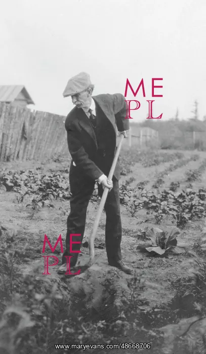 : Senior man working in the garden : Senior man working in the garden