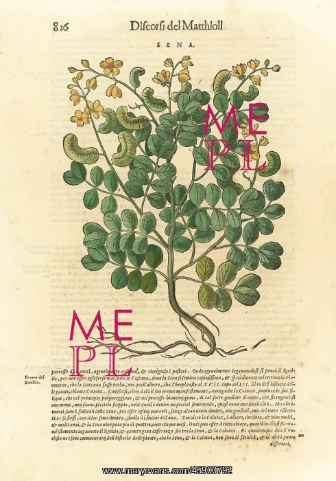 : Senna, Senna alexandrina : Senna, Senna alexandrina