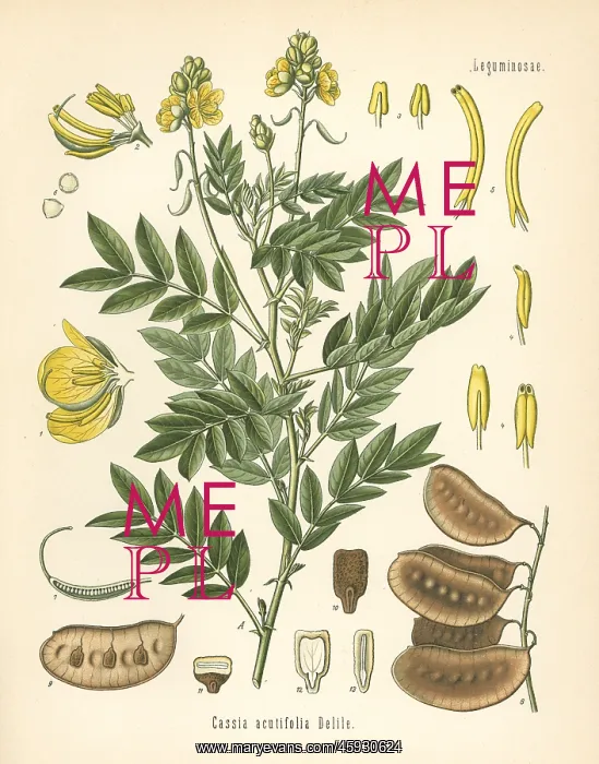 : Senna, Senna alexandrina : Senna, Senna alexandrina