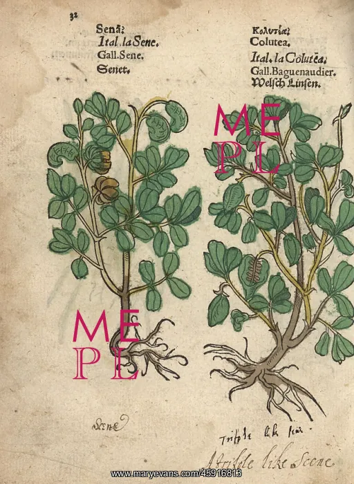 : Senna, Senna alexandrina, and bladder senna : Senna, Senna alexandrina, and bladder senna