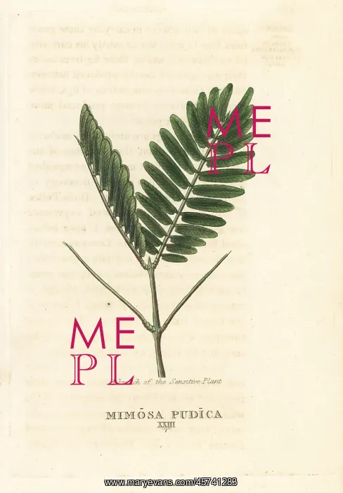 : Sensitive plant, Mimosa pudica : Sensitive plant, Mimosa pudica