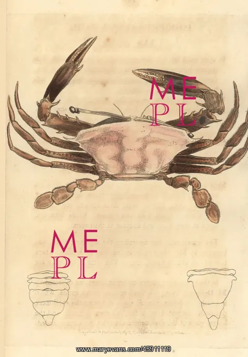 : Sentinel crab, Podophthalmus vigil : Sentinel crab, Podophthalmus vigil