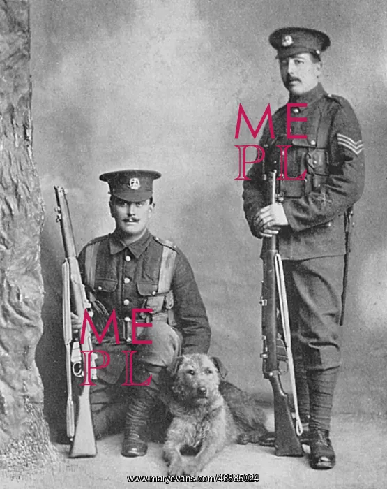 : A sentry dog with the Norfolk regiment : A sentry dog with the Norfolk regiment