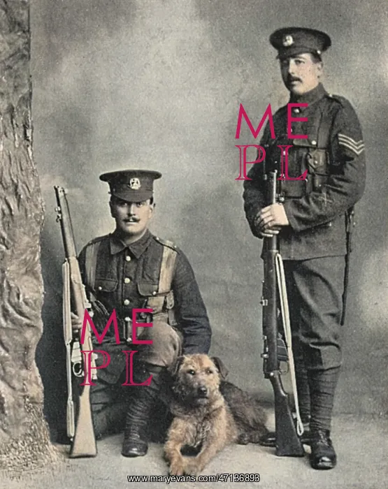 : A sentry dog with the Norfolk regiment : A sentry dog with the Norfolk regiment