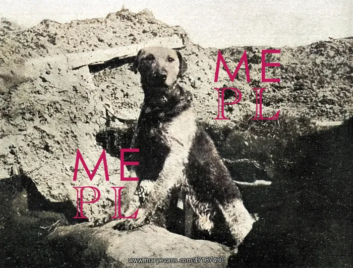 : Sentry dog, WW1 : Sentry dog, WW1