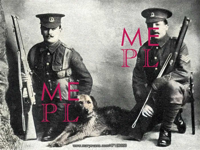 : Sentry dog, WW1 : Sentry dog, WW1