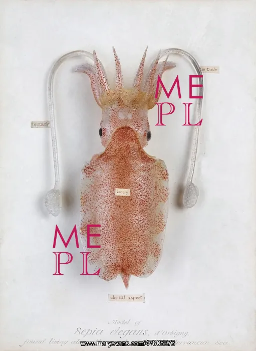 : Sepia elegans, squid : Sepia elegans, squid