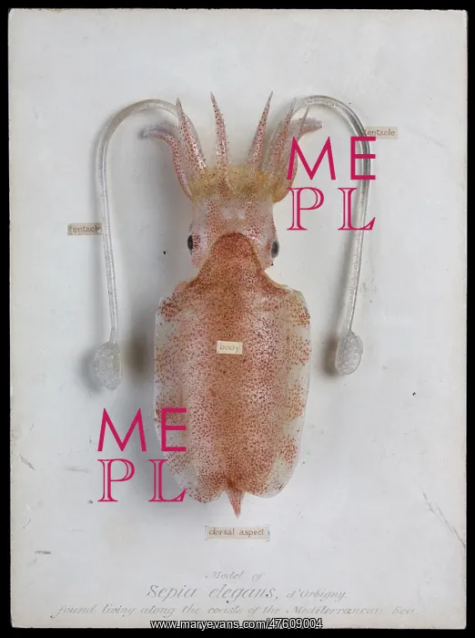 : Sepia elegans, squid : Sepia elegans, squid