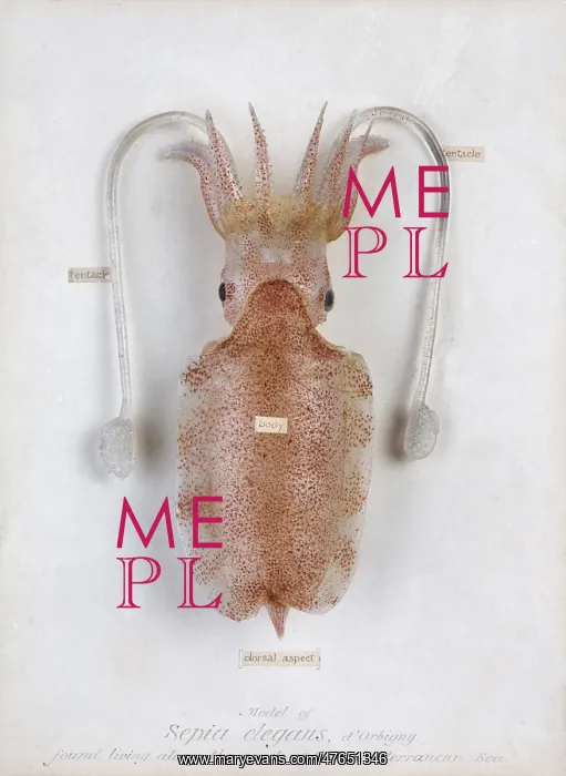 : Sepia elegans, squid : Sepia elegans, squid