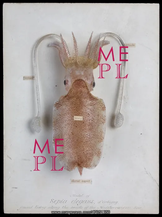 : Sepia elegans, squid : Sepia elegans, squid