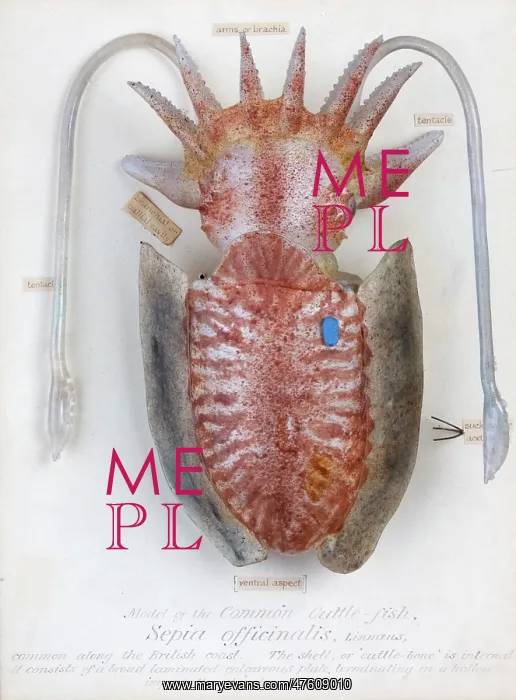 : Sepia officinalis, squid : Sepia officinalis, squid