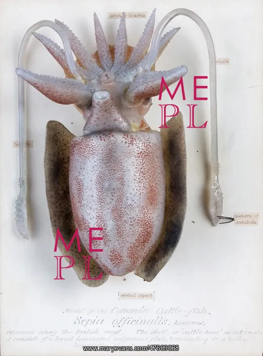 : Sepia officinalis, squid : Sepia officinalis, squid