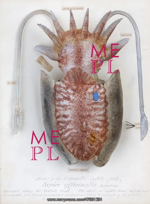 : Sepia officinalis, squid : Sepia officinalis, squid
