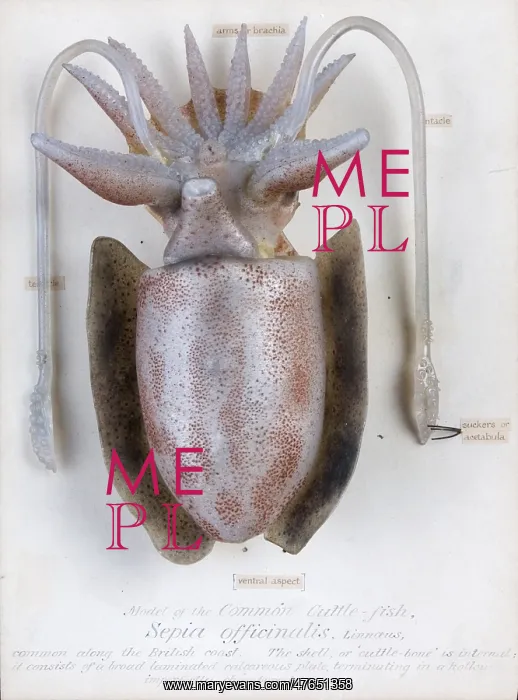 : Sepia officinalis, squid : Sepia officinalis, squid