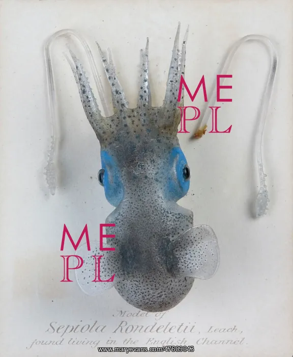 : Sepiola rondeletii, squid : Sepiola rondeletii, squid