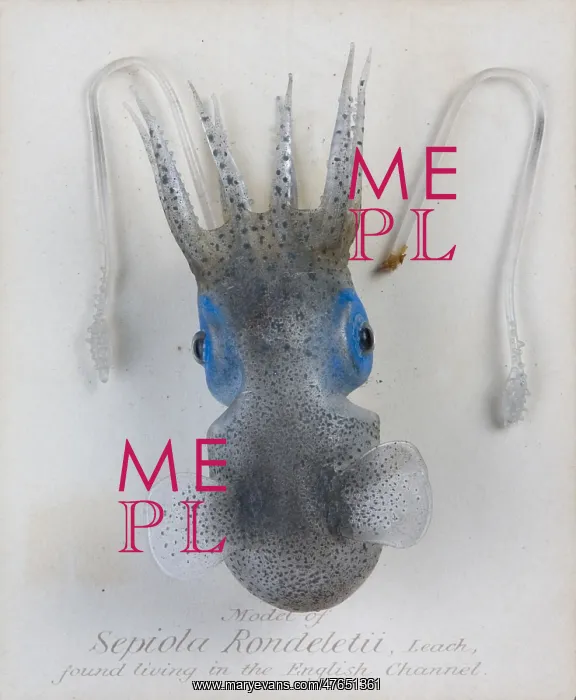 : Sepiola rondeletii, squid : Sepiola rondeletii, squid