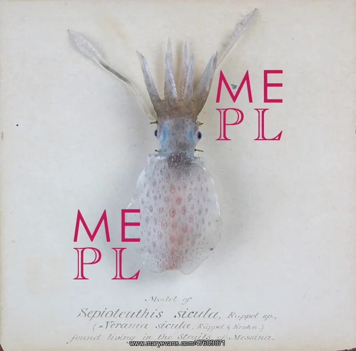 : Sepioteuthis sicula.jpg : Sepioteuthis sicula.jpg