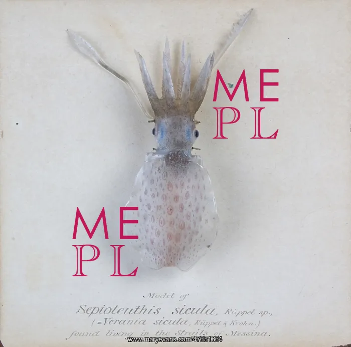 : Sepioteuthis sicula.jpg : Sepioteuthis sicula.jpg