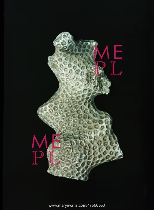 : Septastraea forbesi, coral : Septastraea forbesi, coral