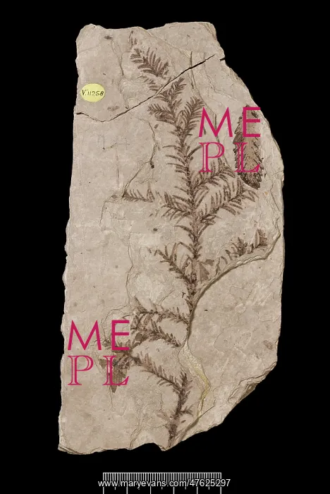 : Sequoia affinis, fossil tree : Sequoia affinis, fossil tree