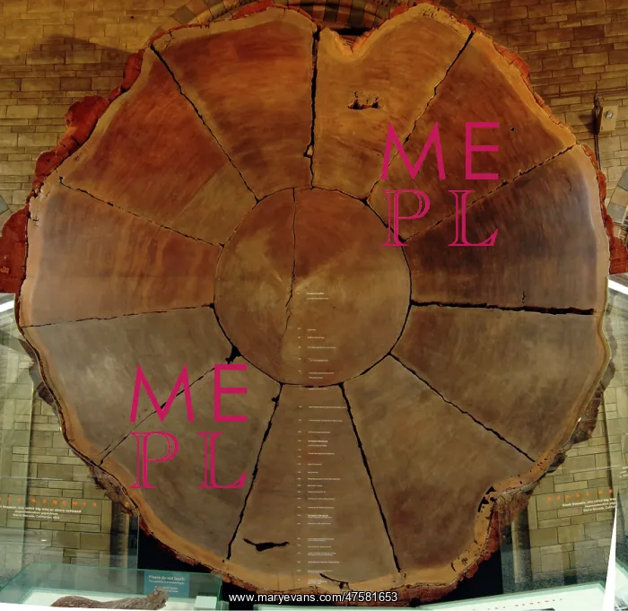 : Sequoiadendron giganteum, giant sequoia : Sequoiadendron giganteum, giant sequoia