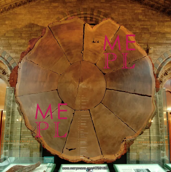 : Sequoiadendron giganteum, giant sequoia : Sequoiadendron giganteum, giant sequoia